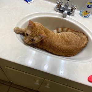 Meet your Posher, Consignment